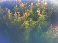 20080617_weed.JPG